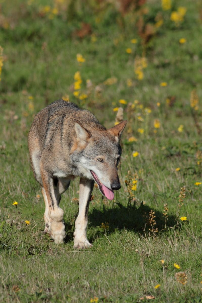 Lupo Amiatino